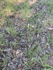 Nothoscordum