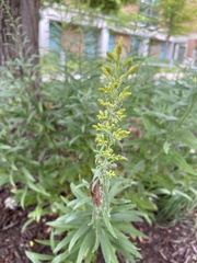 Solidago speciosa