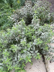 Physocarpus opulifolius