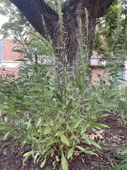 Solidago speciosa