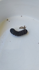 Spodoptera dolichos