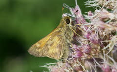 Atalopedes campestris