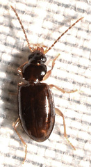 Paratachys oblitus