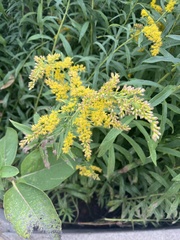 Solidago