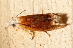 Eucosma raracana