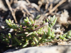 Suaeda maritima