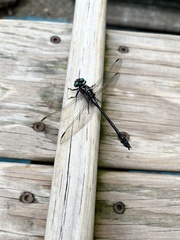 Gomphidae