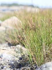 Sporobolus pumilus