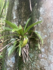 Bromeliaceae