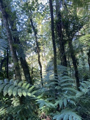 Cyatheales