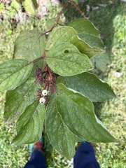 Cornus sericea