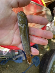 Neogobius melanostomus