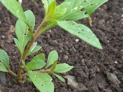 Cofana spectra