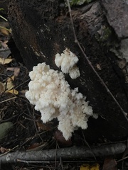 Hericium