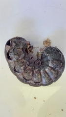 Spodoptera dolichos