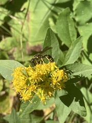 Ancistrocerus