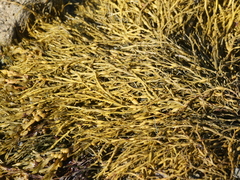 Ascophyllum nodosum