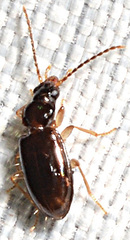 Paratachys oblitus