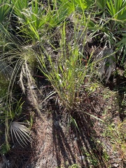 Andropogon ternarius