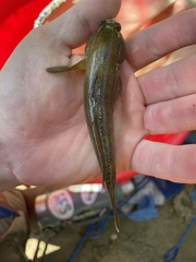 Neogobius melanostomus