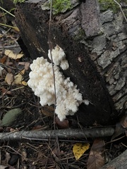 Hericium