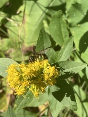 Ancistrocerus
