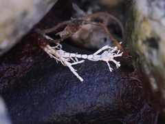 Corallina officinalis