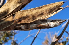 Handroanthus coronatus
