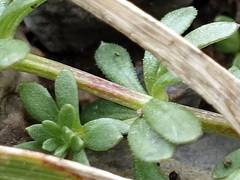 Galium megalospermum