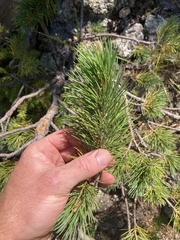 Pinus flexilis
