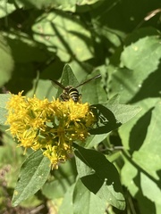 Ancistrocerus
