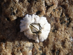 Semibalanus balanoides