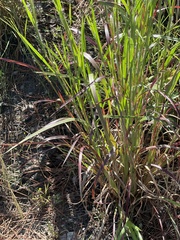 Andropogon ternarius