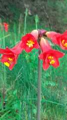 Phycella cyrtanthoides