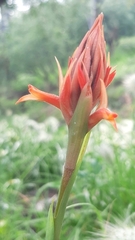 Dichromanthus cinnabarinus