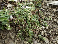 Galium megalospermum