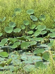 Nelumbo