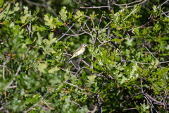 Vireo gilvus