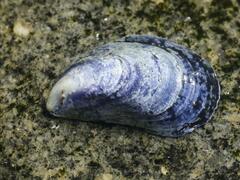 Mytilus edulis
