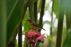 Anthreptes malacensis