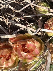 Ferocactus wislizeni