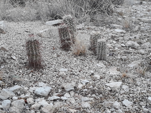 Texas Hedgehog Cactus