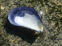 Mytilus edulis