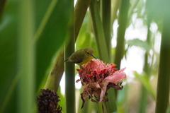 Anthreptes malacensis