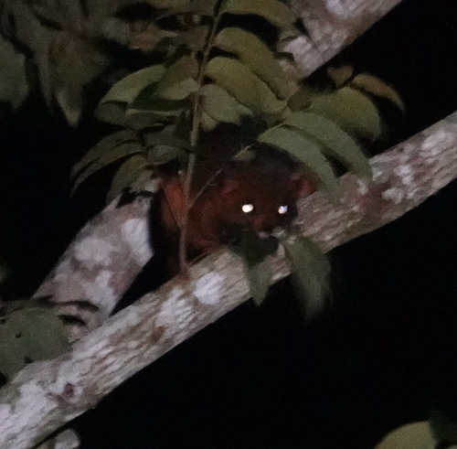 Indochinese Giant Flying Squirrel (Petaurista marica)