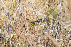 Leiothlypis virginiae