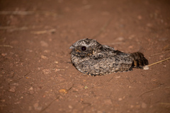 Phalaenoptilus nuttallii