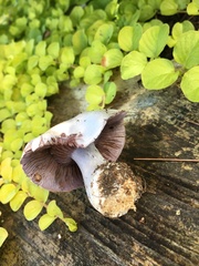 Cortinarius traganus