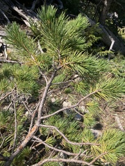 Pinus flexilis