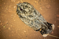 Phalaenoptilus nuttallii